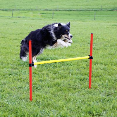 a wide collection of dog training accessories