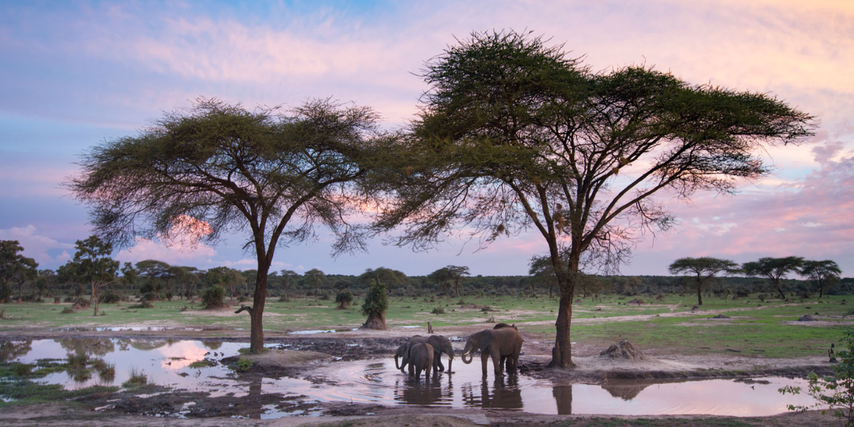 interesting animals in zimbabwe