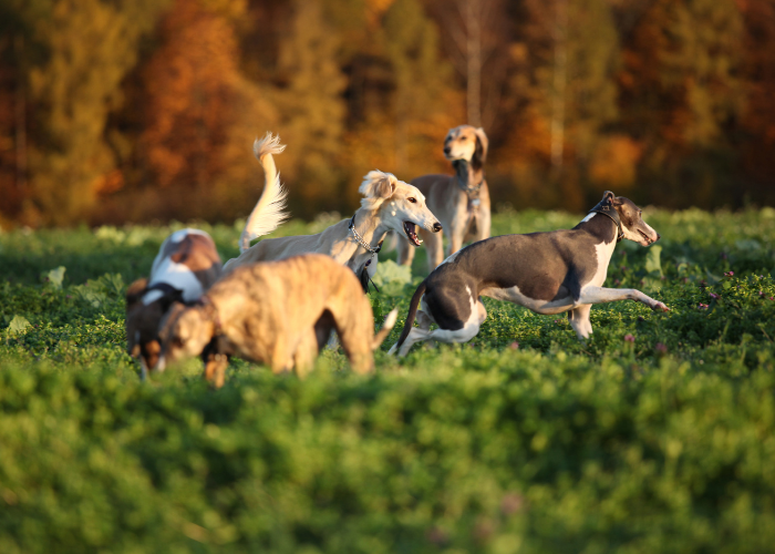 A picture of a group of tall and skinny dog breeds