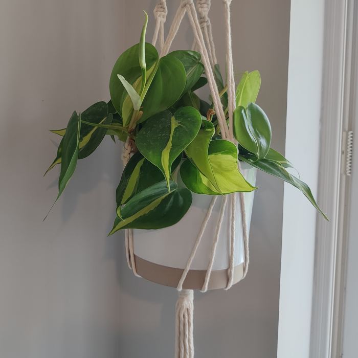 Image of a golden pothos plant in a pot with bright sunlight