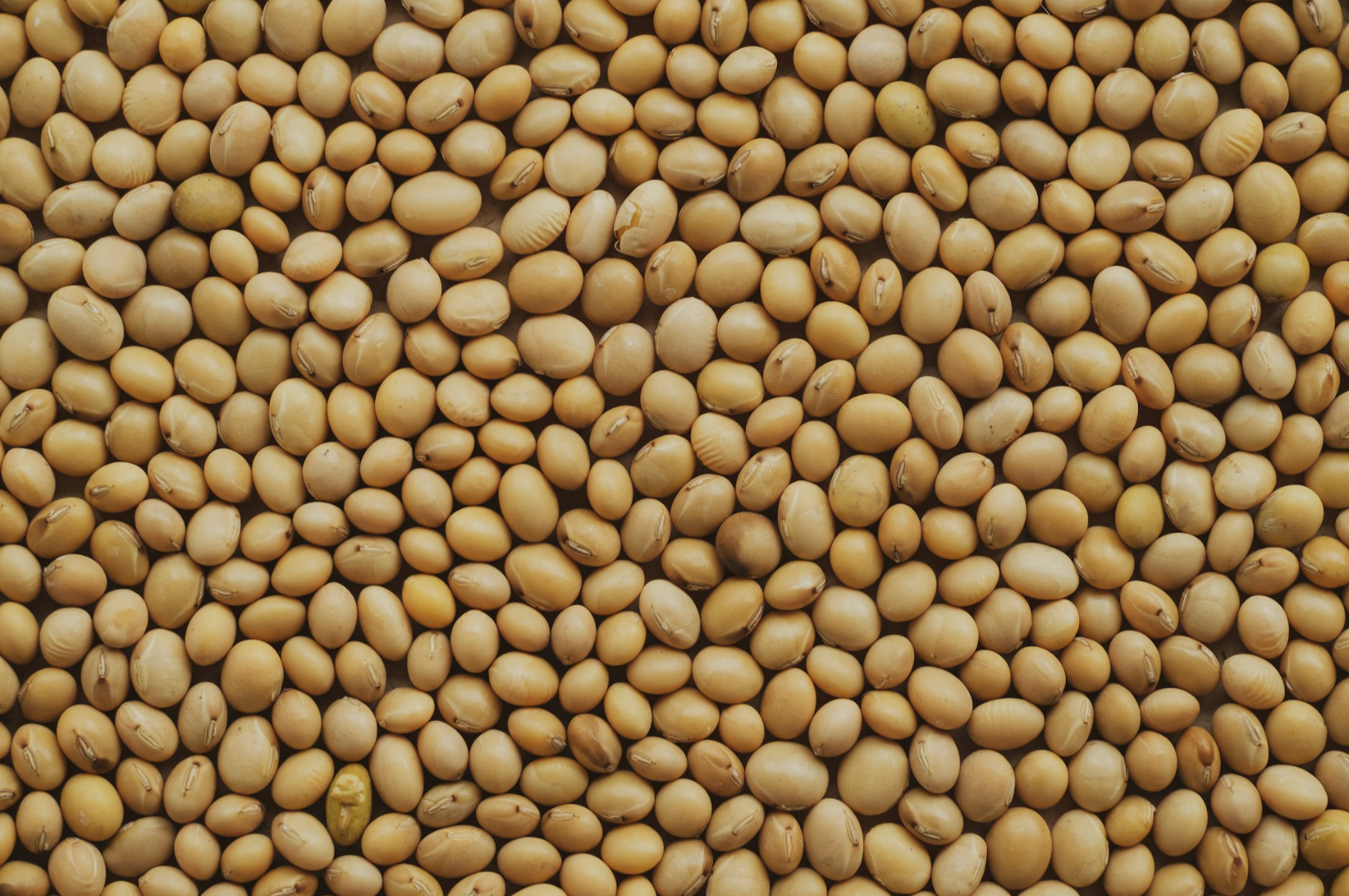 Close-up image of a large pile of uniformly sized, smooth soybeans in shades of beige and light brown, filling the entire frame, suggesting abundance.