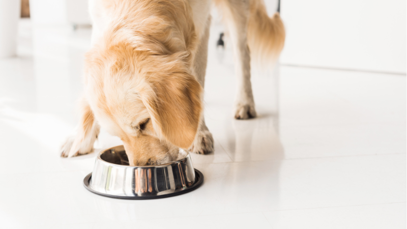 f1a77298 b1bb 4334 b552 99ee0f544355 The Ultimate Guide to Weight Loss Dog Food: Perfect Formula