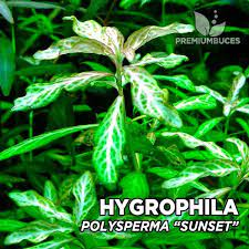 Hygrophila Polysperma "Sunset" 🛒 - PremiumBuces