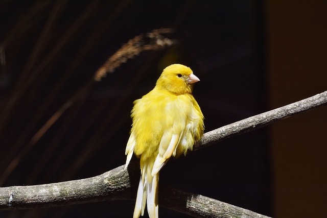 canary, songbird, bird