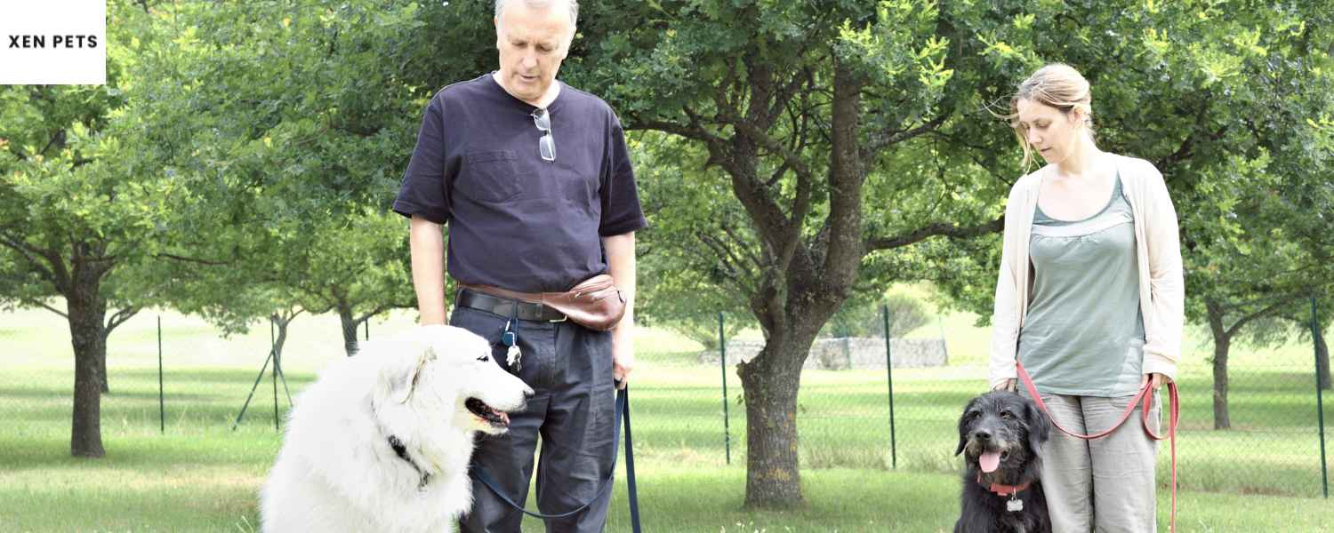 two dogs training