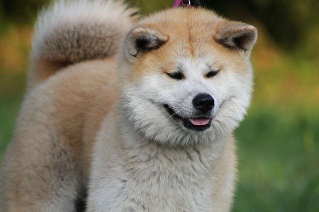 akita, akita inu, japanese akita