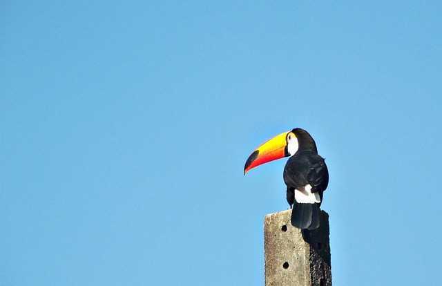 felipe bueno, toucan, bird