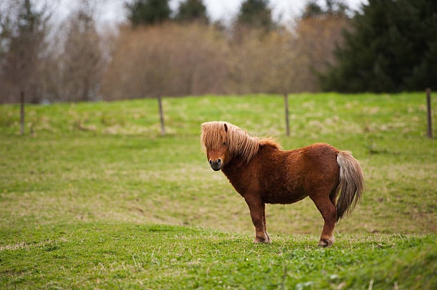 Brown miniature on a green pasture