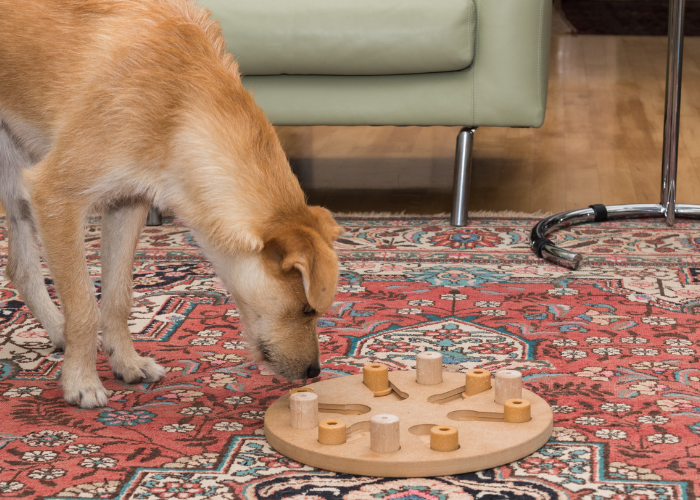 A dog playing with a puzzle indoors