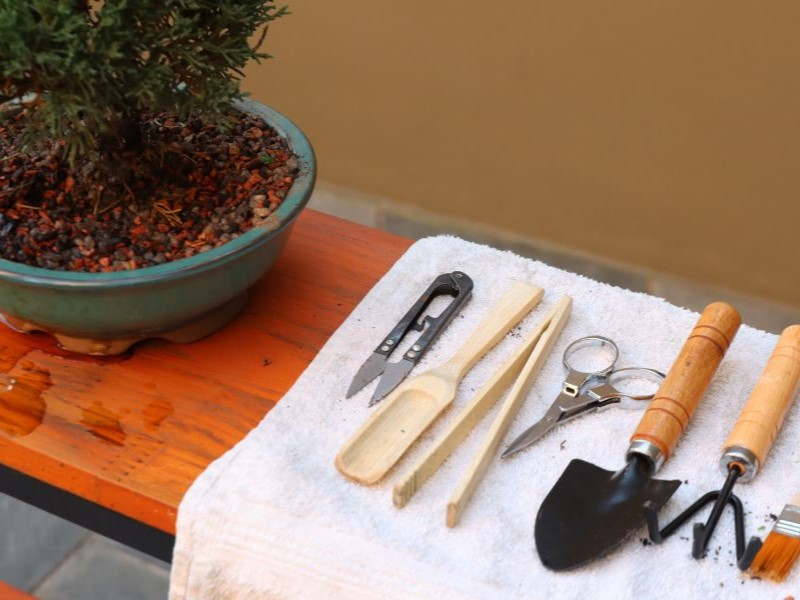 Bonsai tree with tools on the side