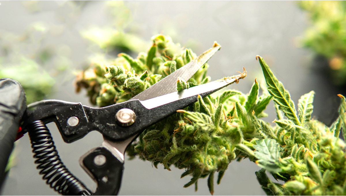 How To Trim Cannabis Flowers