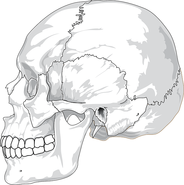 skull, head, bone