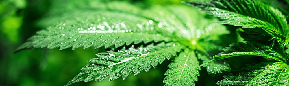 vegetative cannabis plants with waterdrops, plant grows in vegetative state