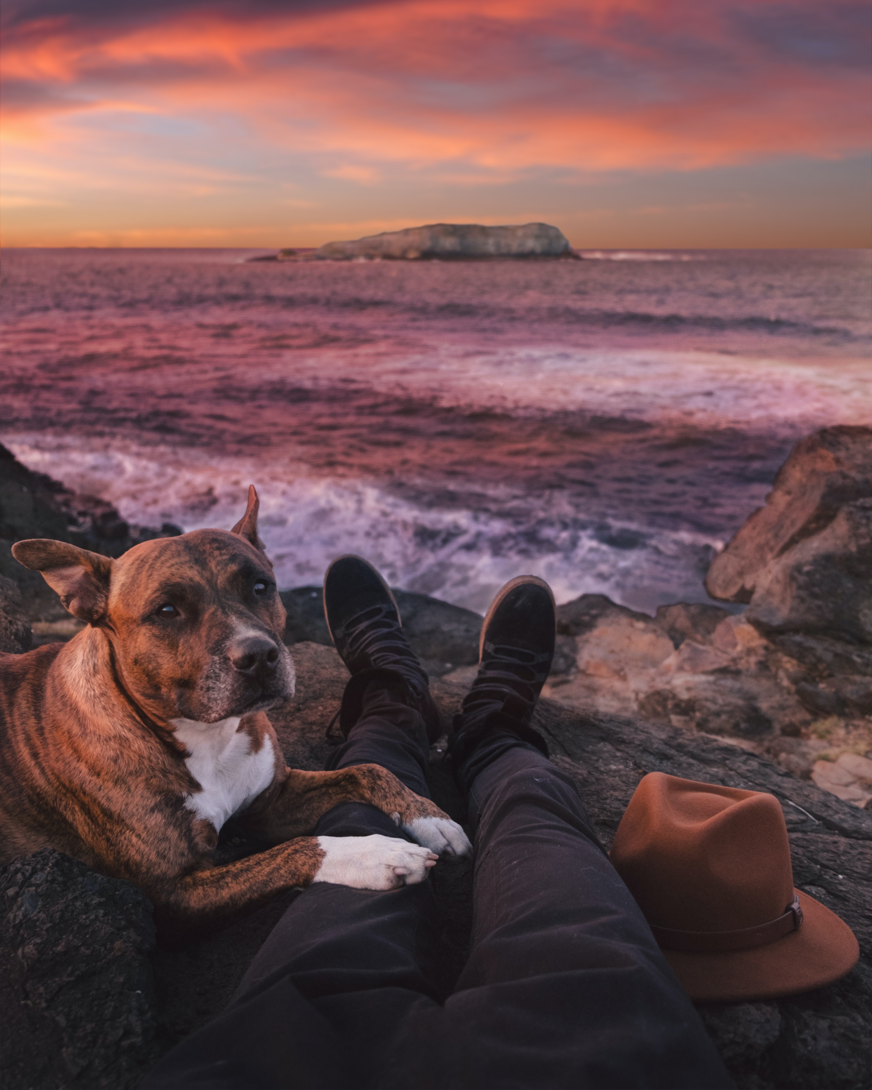 Dog and man watching coastal sunset