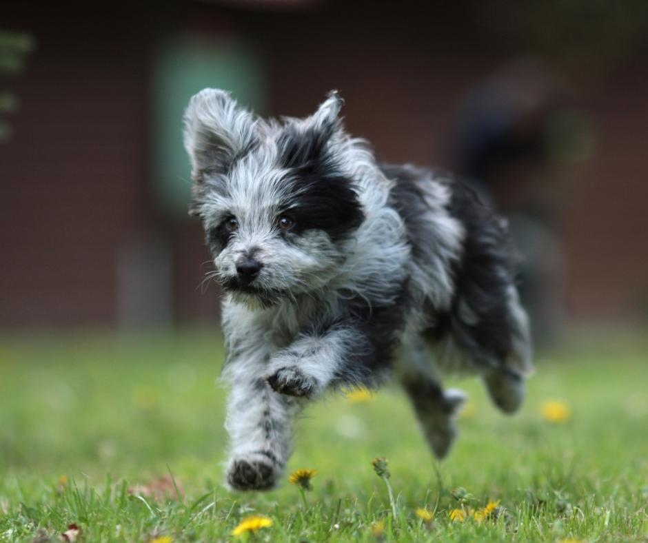 A Pyrenean Sheepdog puppy running in a field