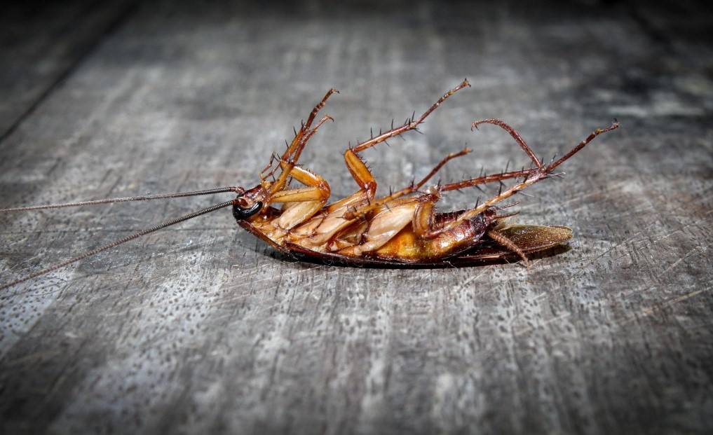 Roaches Dying? Learn How to Identify Signs Expert Guide