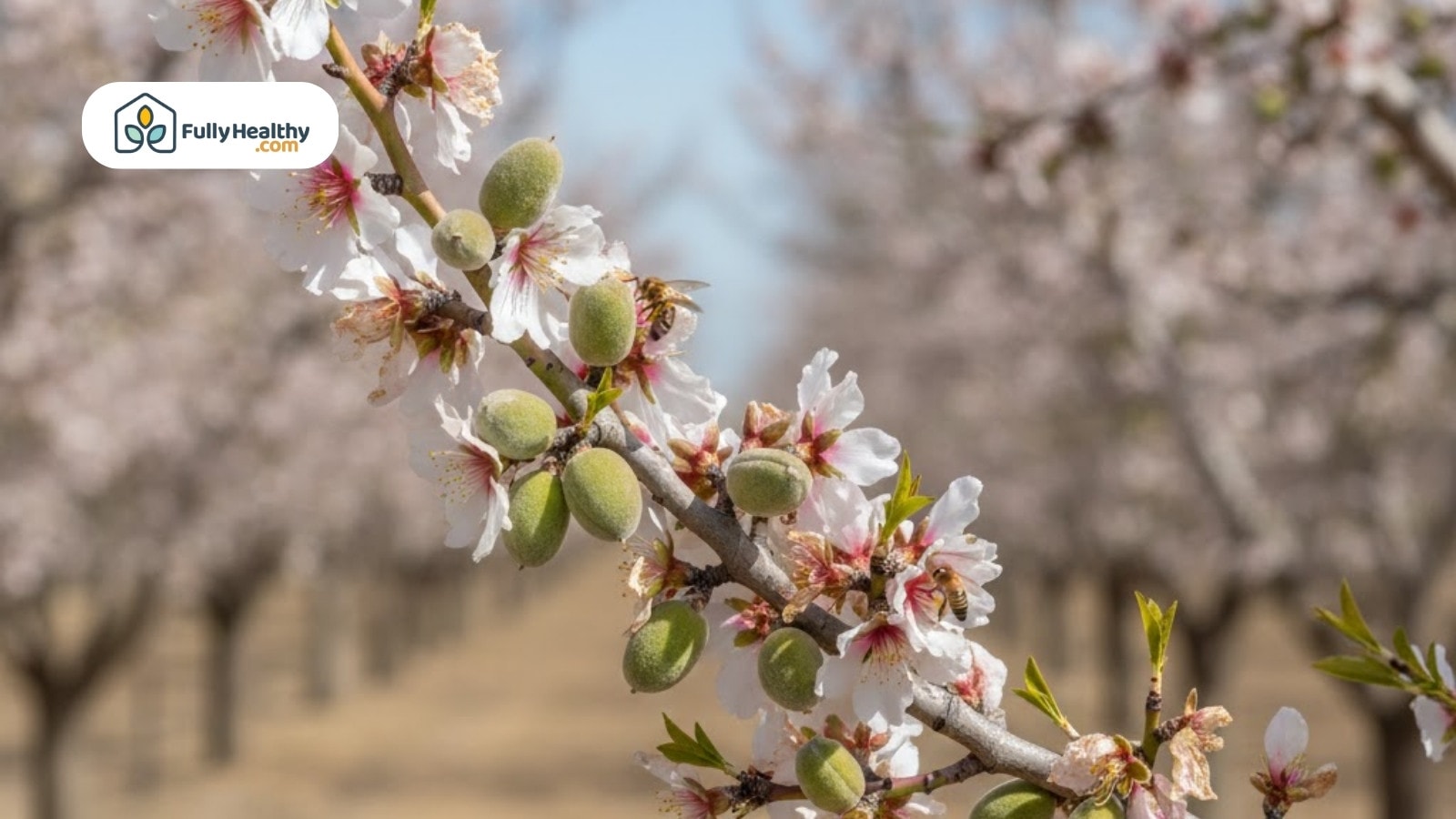 Almond blossoms with green nuts growing on orchard branch