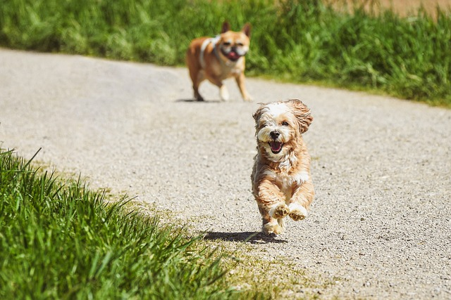 dogs, running, outdoors