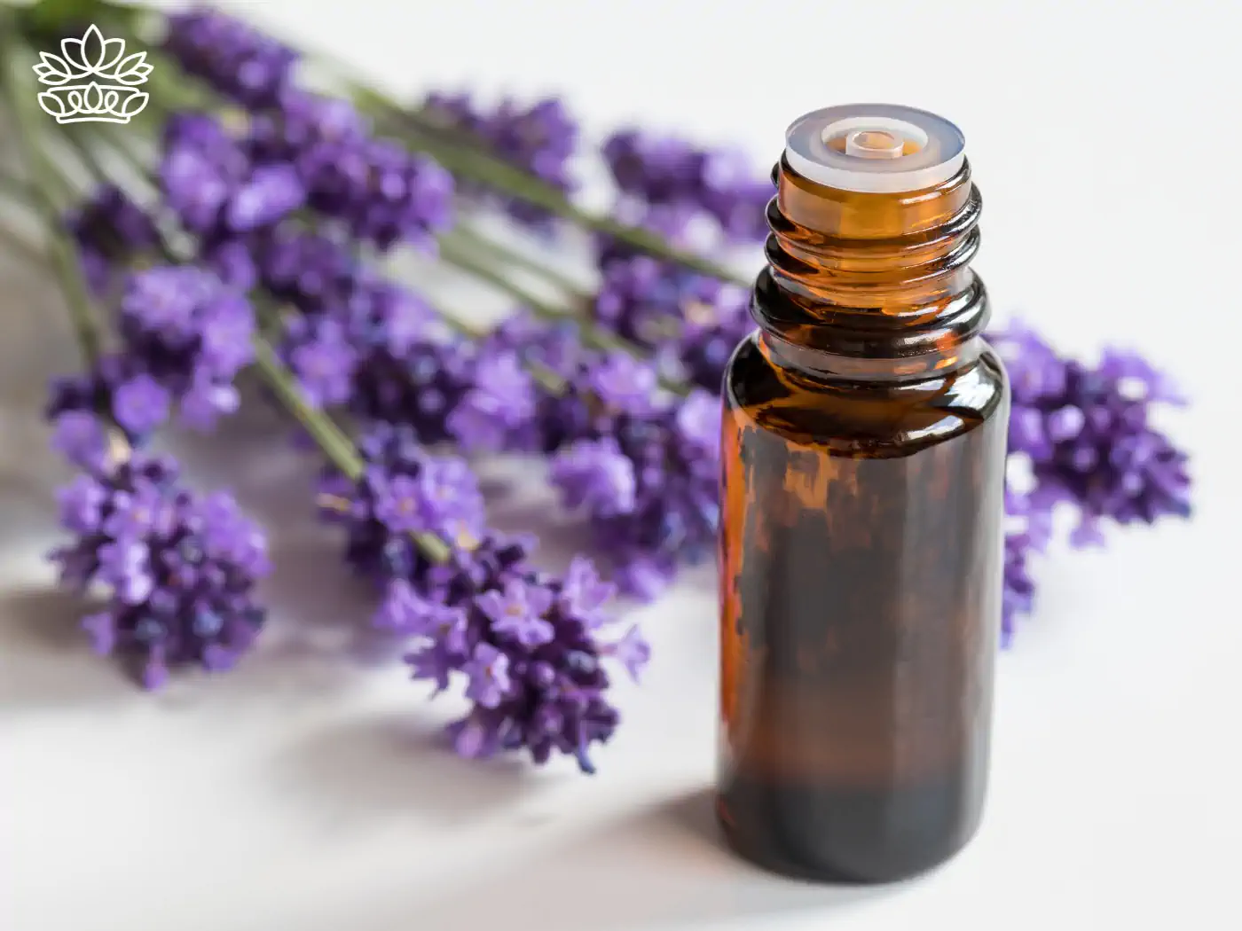 Amber essential oil bottle with fresh lavender flowers. Collection: Essential Oils, Fabulous Flowers & Gifts.