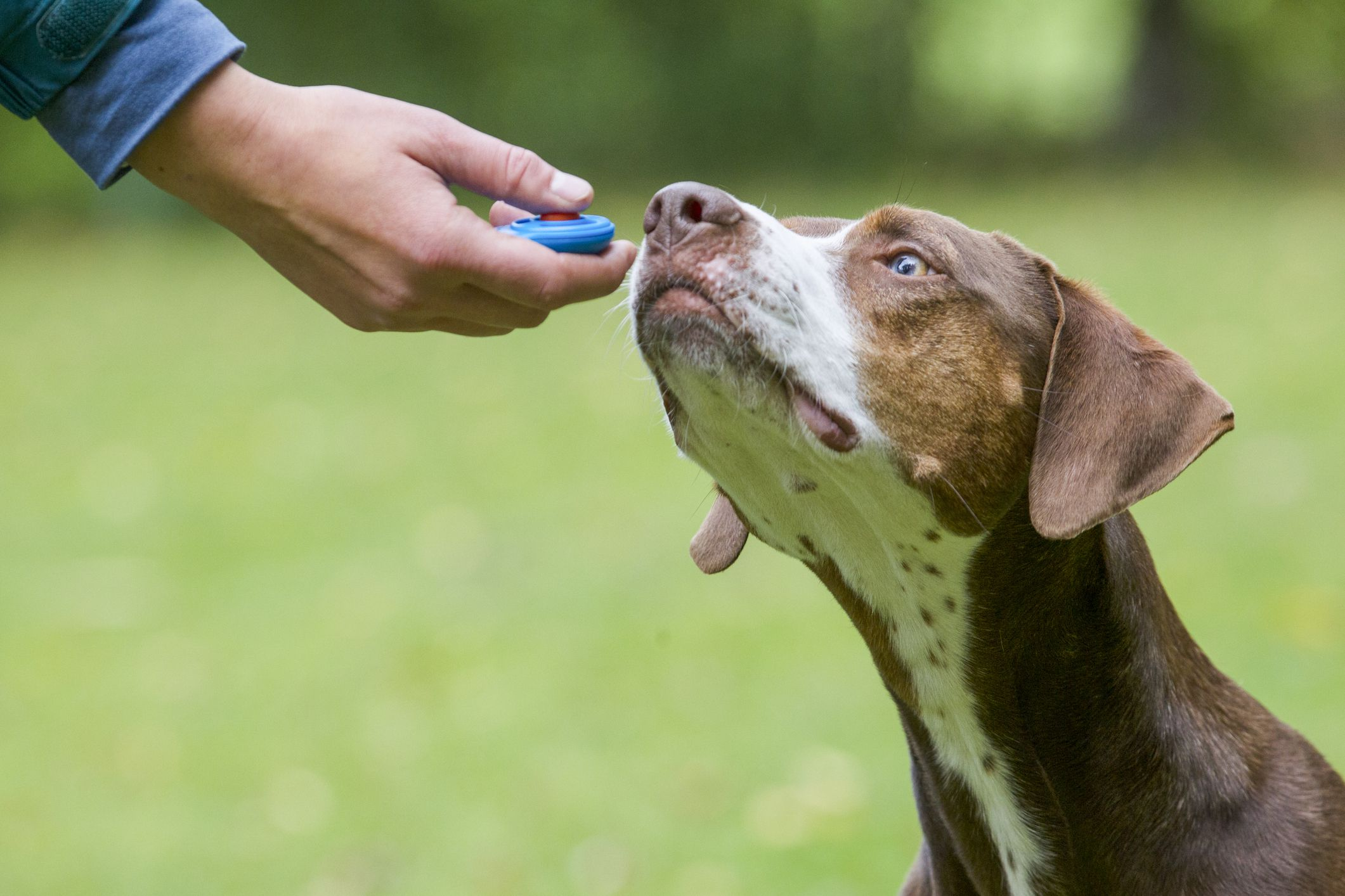 best dog training clickers available at The Dogs Stuff