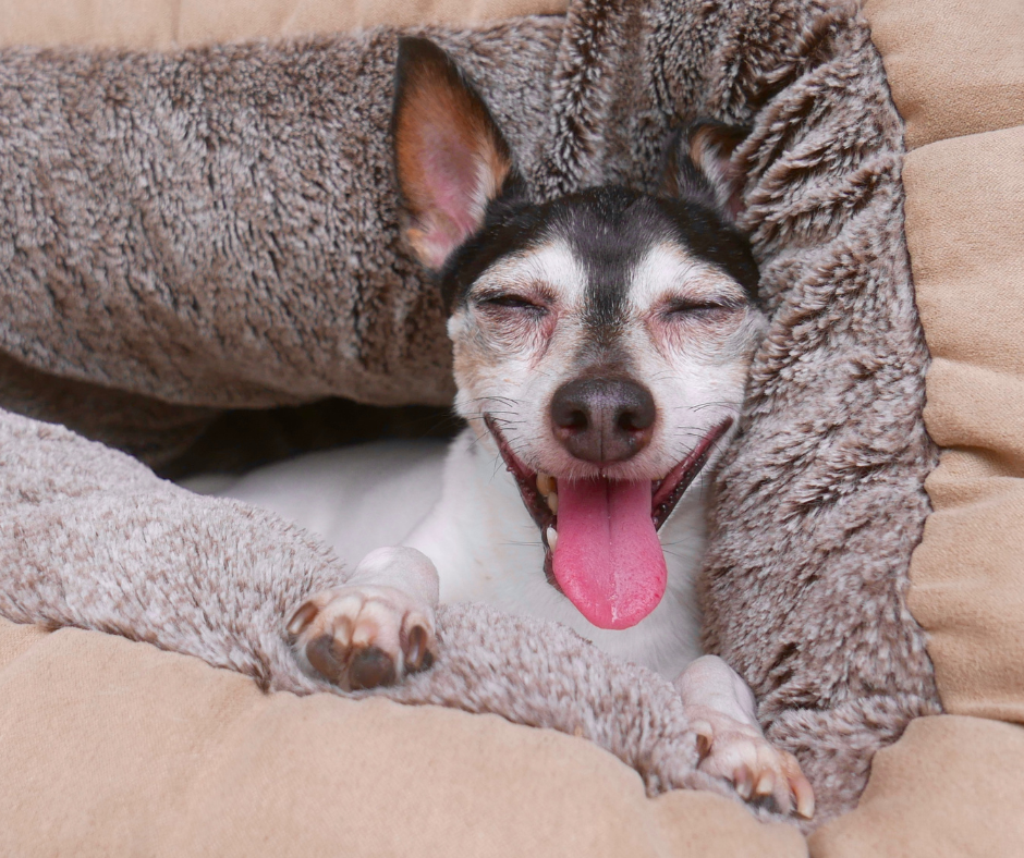 A smiling Toy Fox Terrier Dog