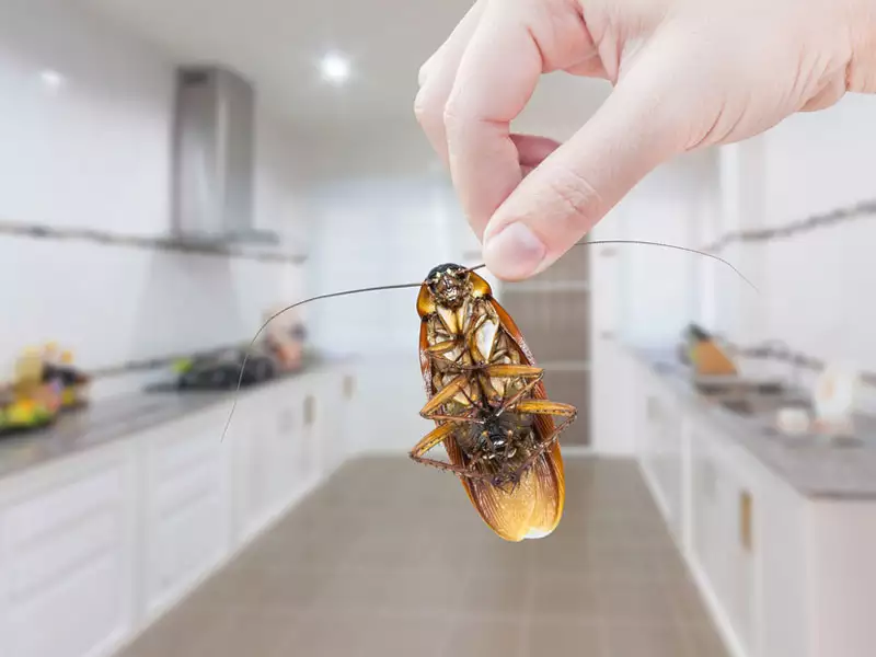 Unveiling Secrets How to Locate Roach Nests Expert Guide