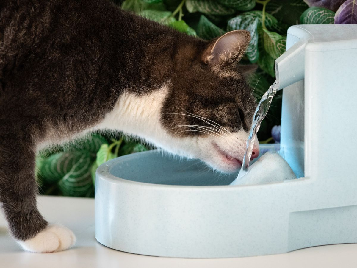 cat drinking from cat fountain