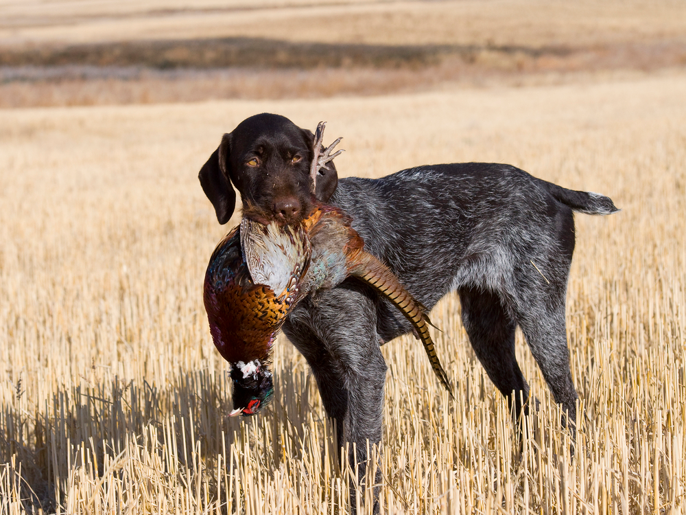 Hunting Dog