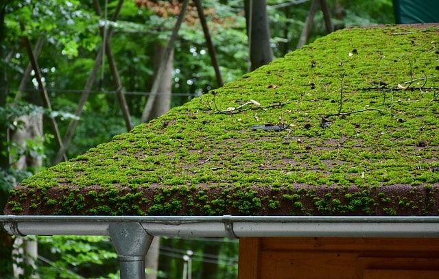 roof, brick, moss