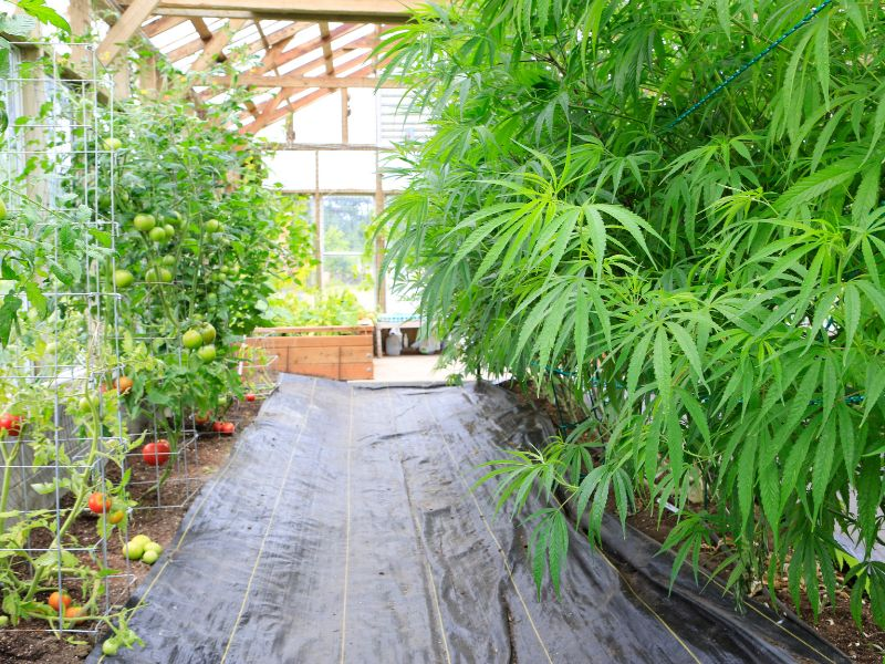 cannabis greenhouse