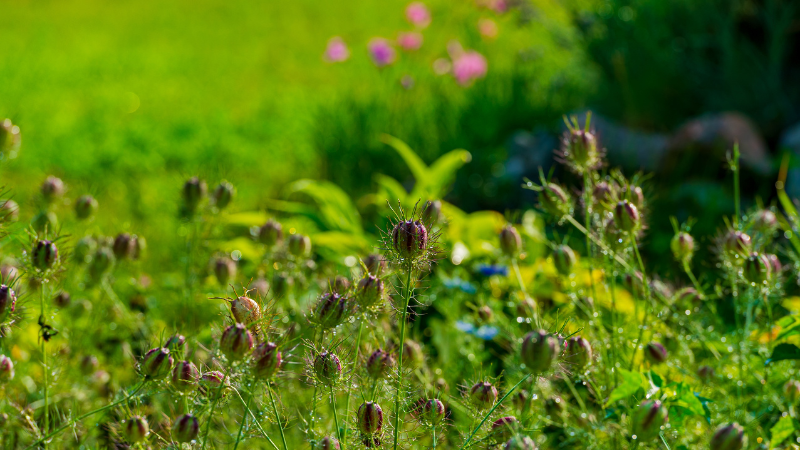 Schwarzkümmel ist ein relativ einfach anzubauendes Gewürz mit geringen Ansprüchen