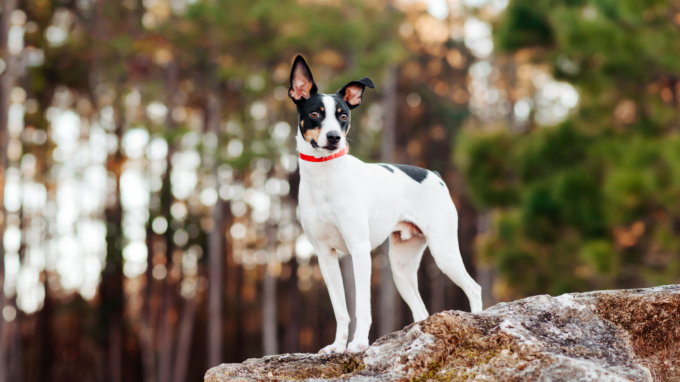 An adult Rat Terrier standing on a rock
