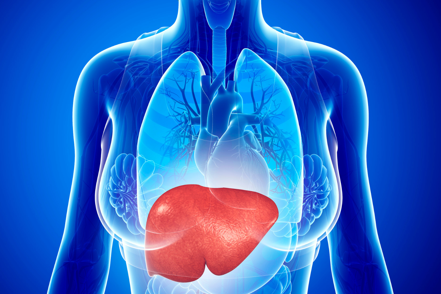 A healthy liver.