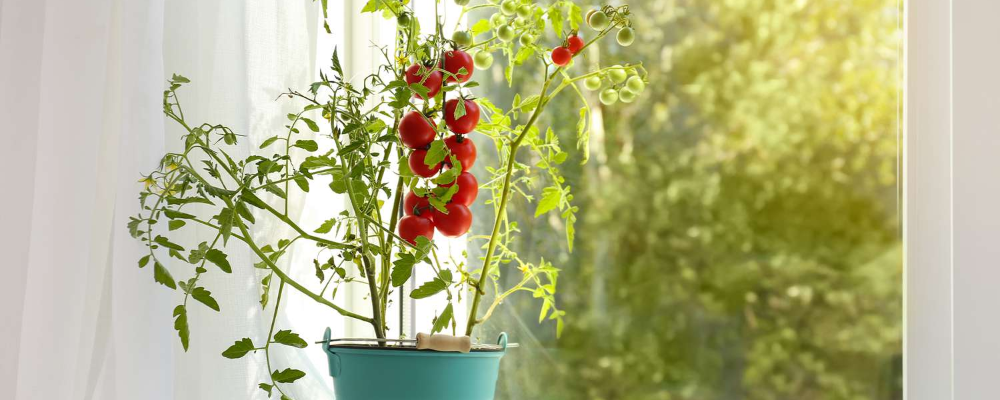 Growing Tomatoes - How To Grow Tomatoes