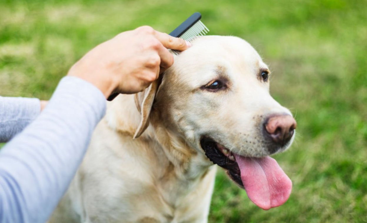 Labrador Grooming How To Groom A Labrador Perfectly?