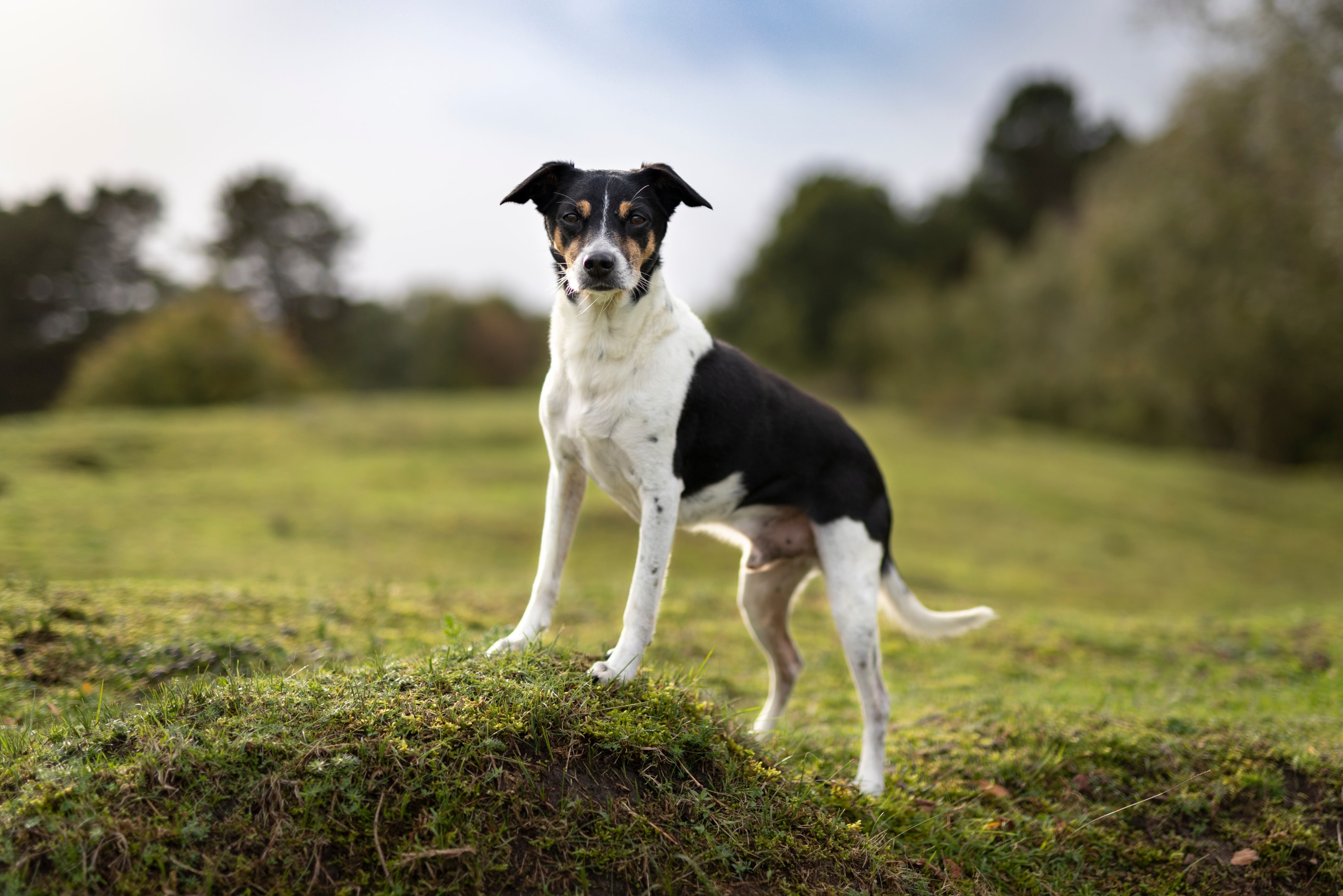 A Rat Terrier standing on a grass mound with ears dipped