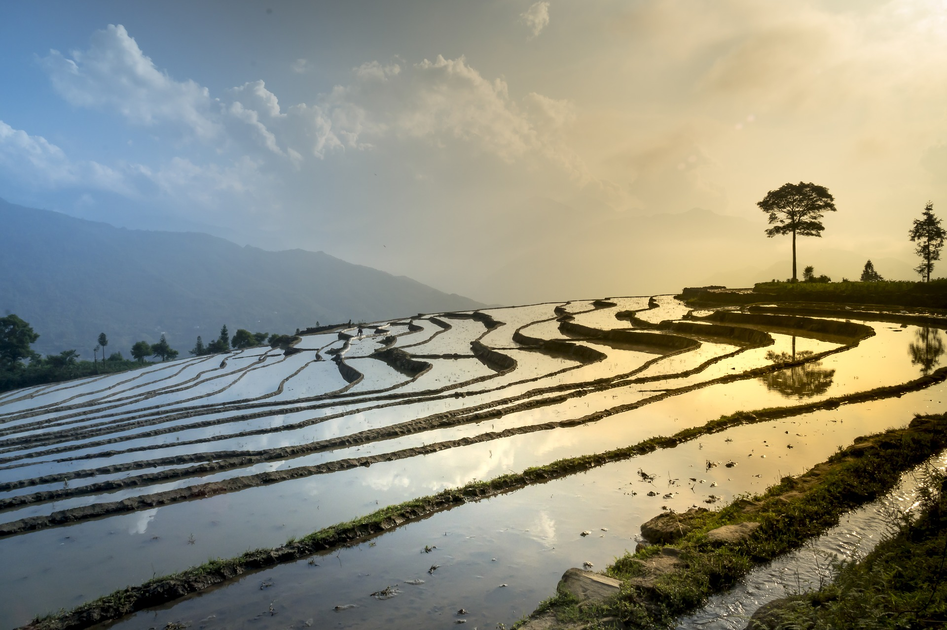 Asian rice field