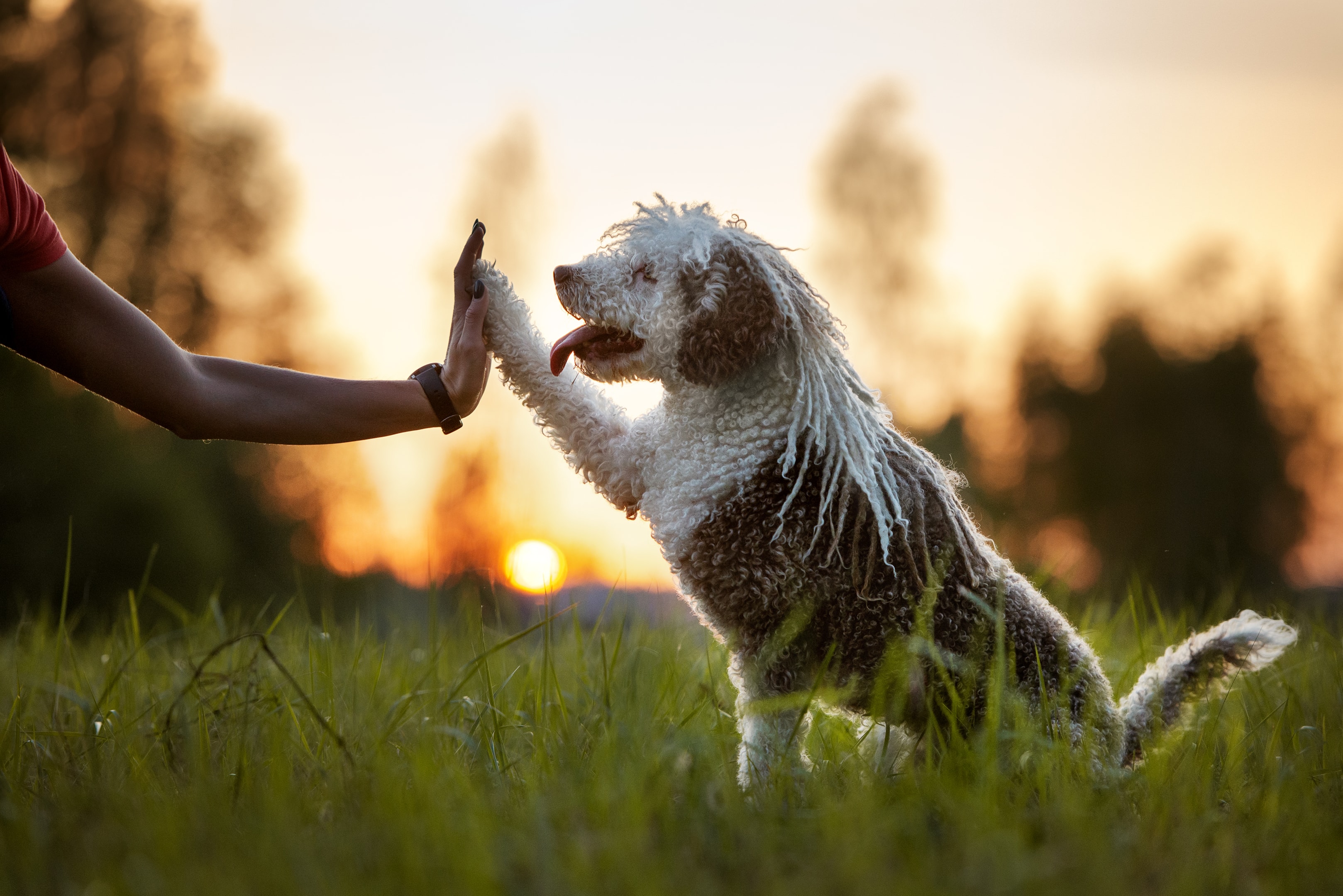The Spanish Water Dog giving a high five during training