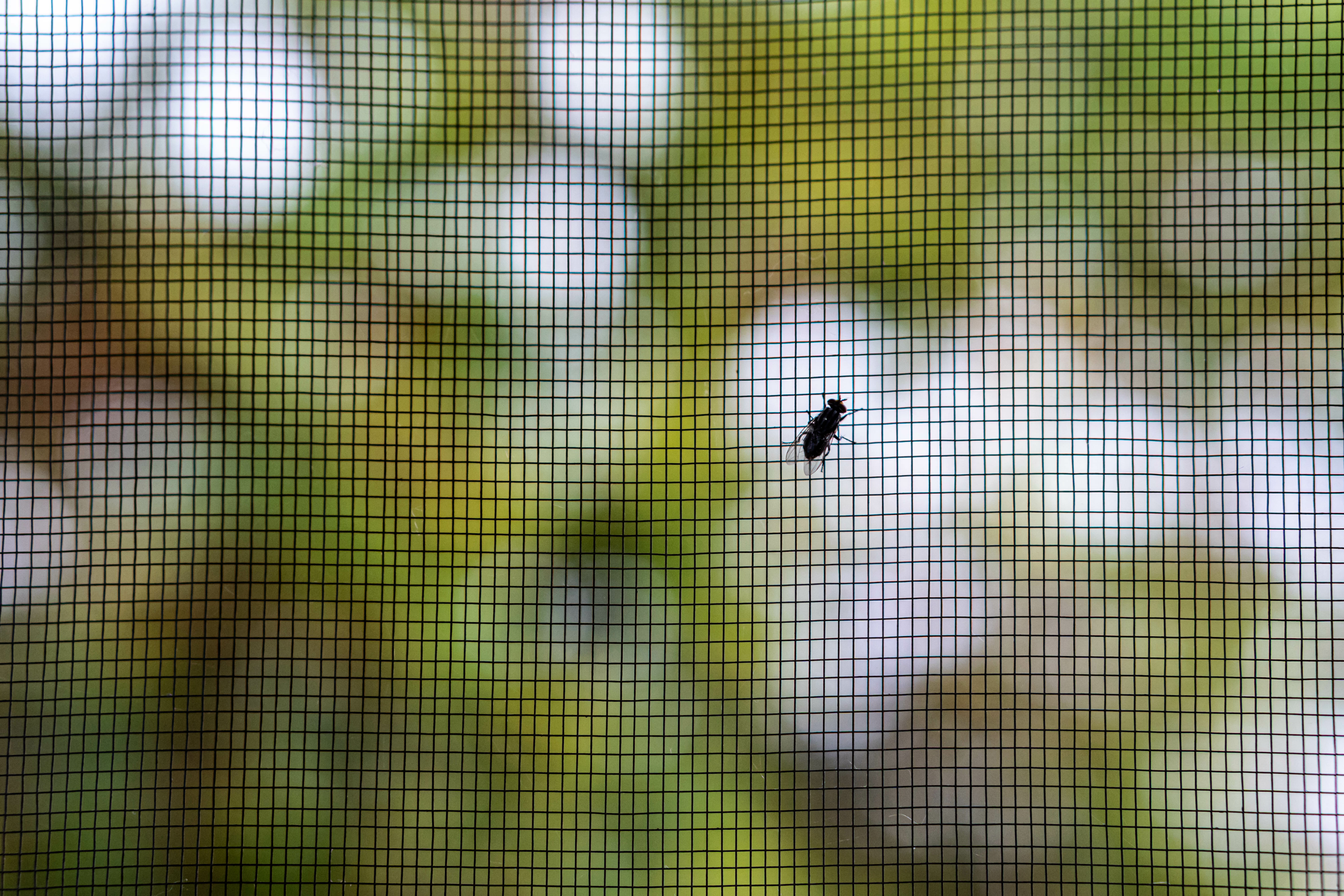 Closeup of a Fly on a Mesh Fly Screen