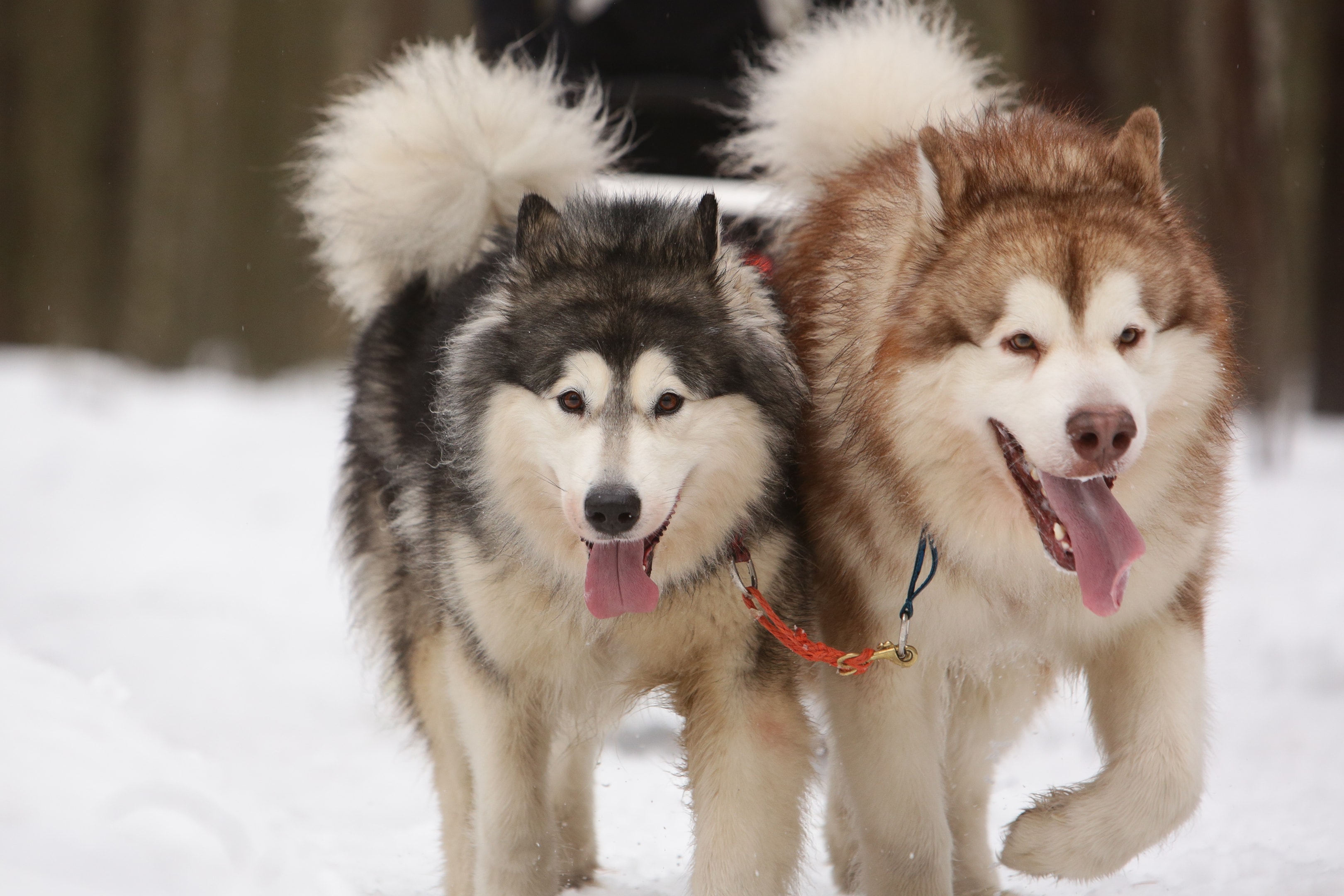 Two Siberian Huskys running in the snow