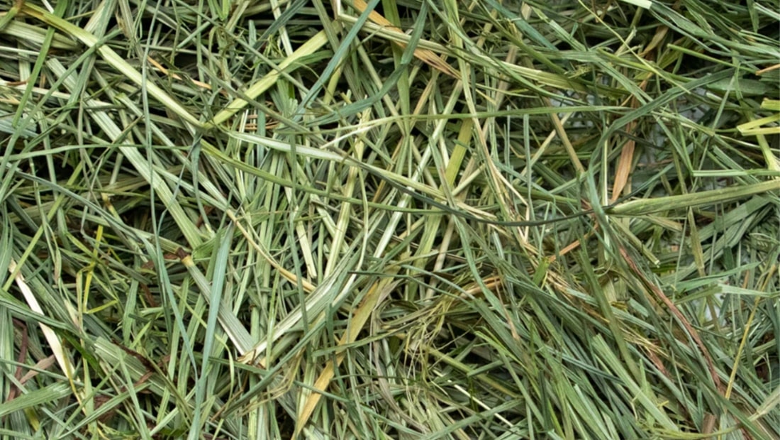 why variety in grass matters for rabbit nutrition