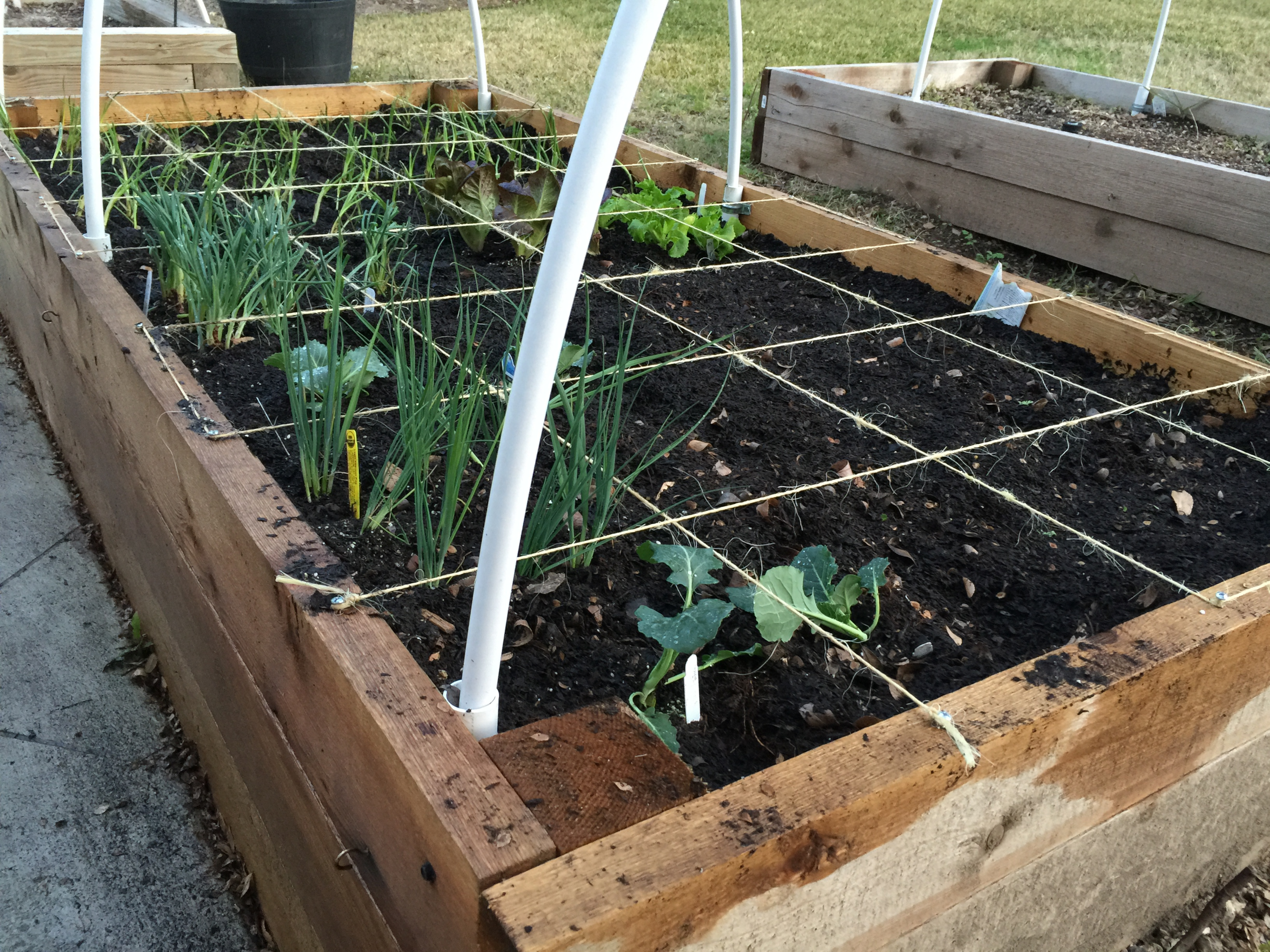 square foot garden