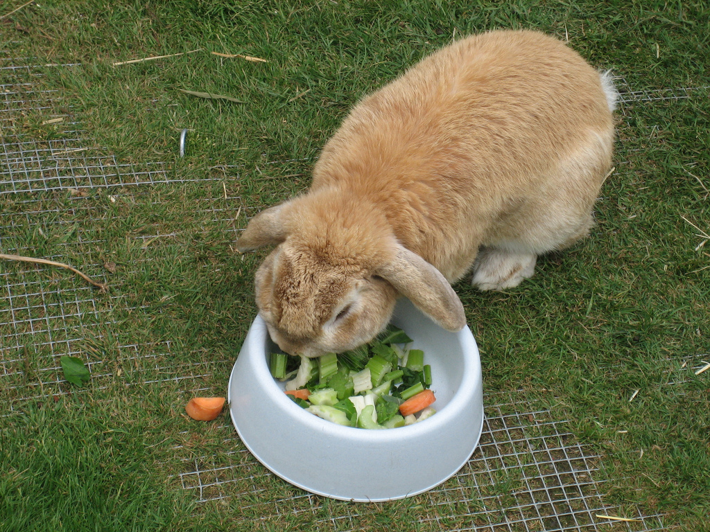 rabbits eating celery