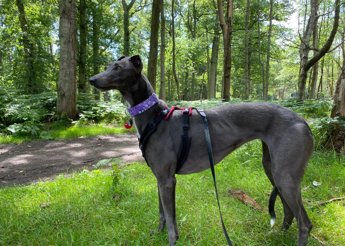 Image of a dog breed with longer back legs than front, showing evolutionary advantages