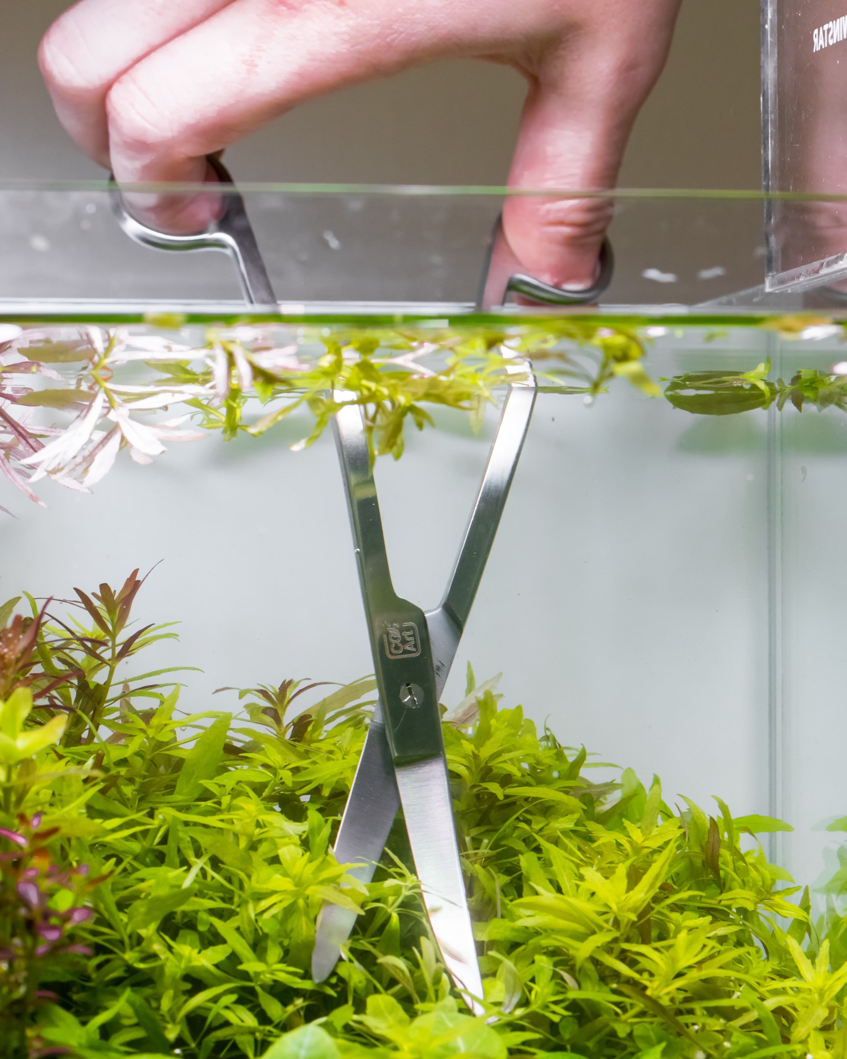 Trimming your plants correctly ensures longevity of your greenery