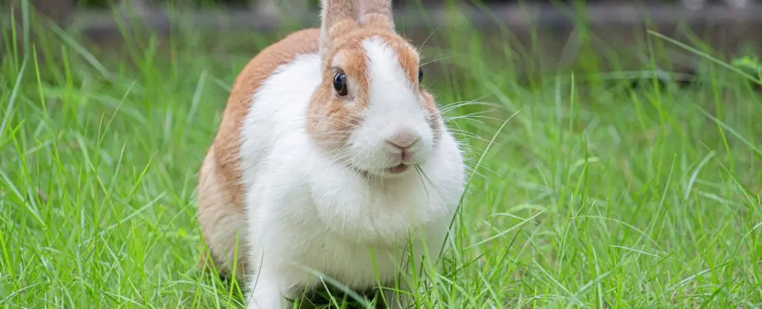 Rabbit-Friendly Plants and Herbs