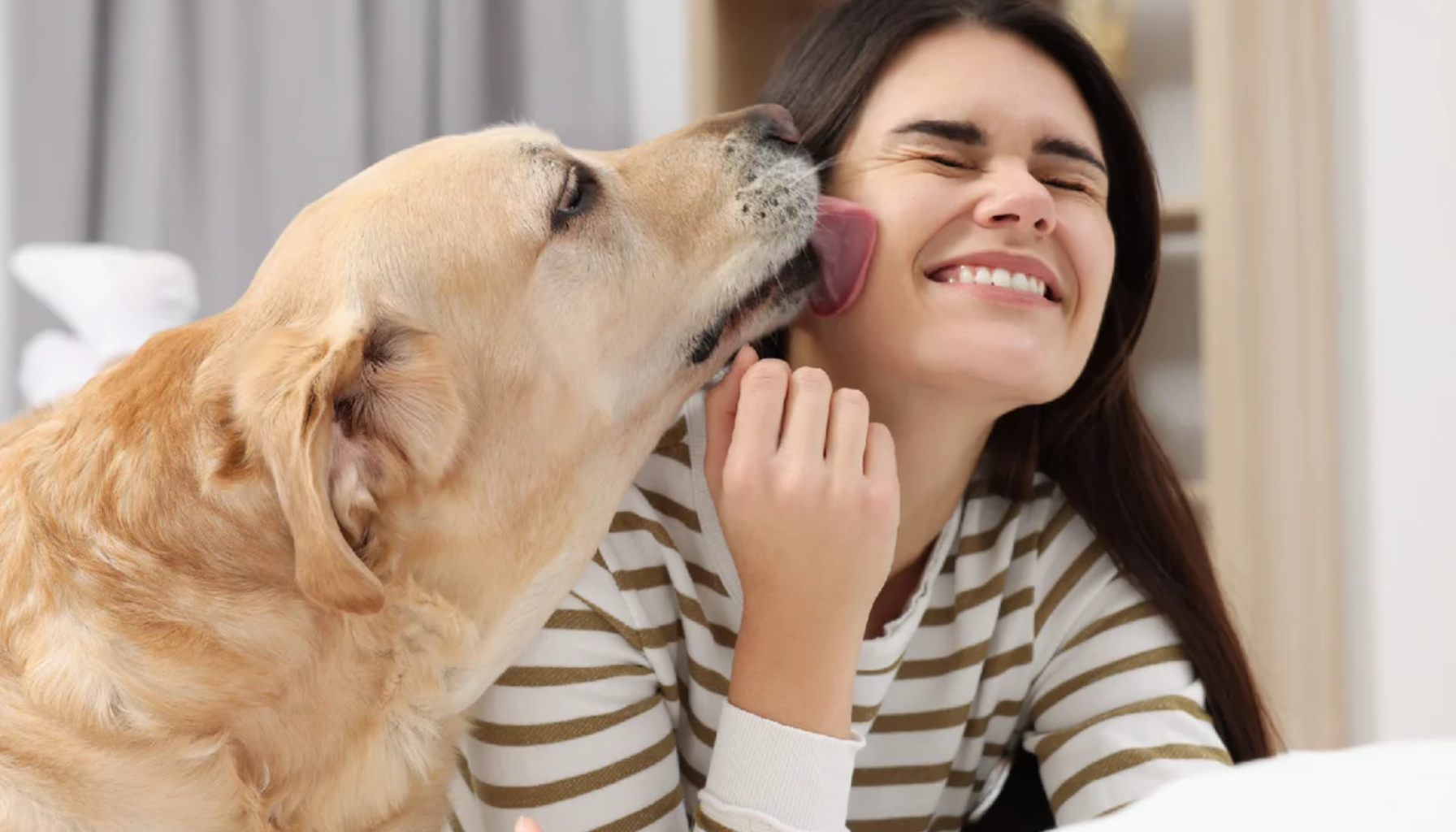 Stor hund slikker ansiktet til smilende kvinne; illustrerer nærkontakt der dårlig ånde merkes.