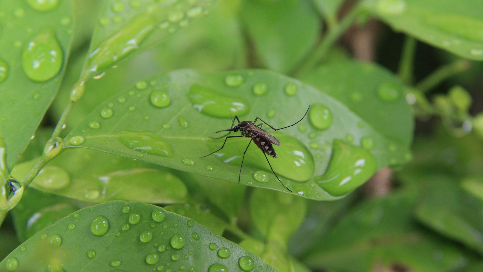An image of a single mosquito perching atop a wet green leaf.