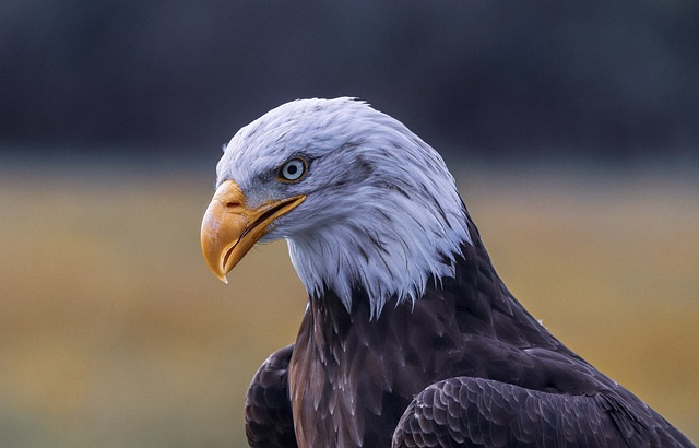 bald eagle, eagle, bird