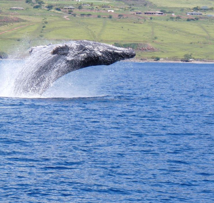 humpback whale and whale sightings 
